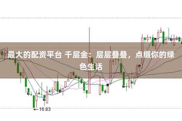 最大的配资平台 千层金：层层叠叠，点缀你的绿色生活